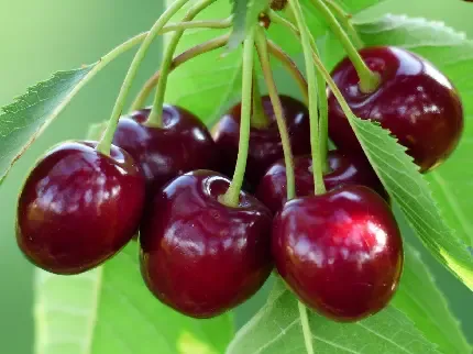  عکس آلبالو فانتزی با کیفیت بالا