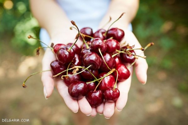 عکس آلبالو برای تصویر زمینه کامپیوتر