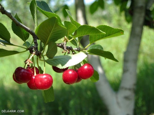 عکس آلبالو برای تصویر زمینه کامپیوتر