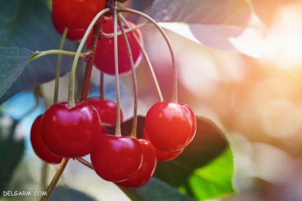 عکس آلبالو برای تصویر زمینه کامپیوتر