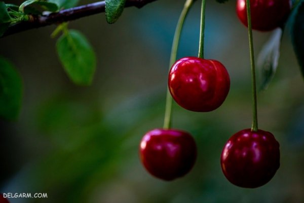 عکس سبد آلبالو برای پس زمینه گوشی