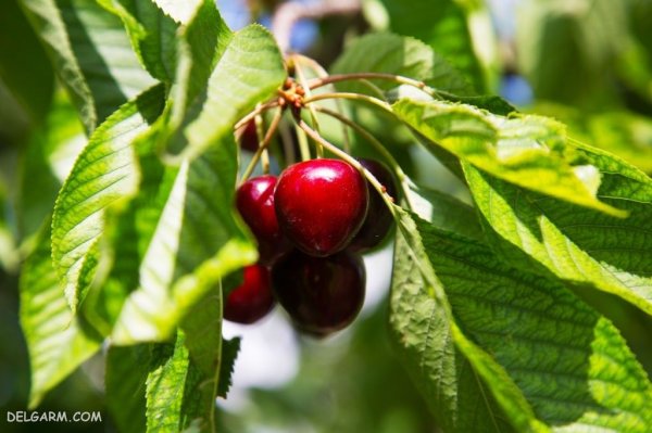 عکس سبد آلبالو برای پس زمینه گوشی