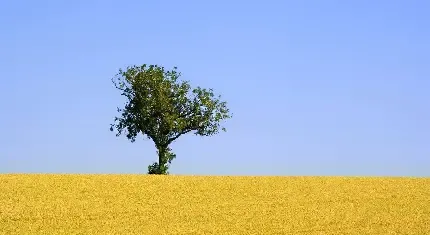  عکس تک درخت تنها برای پروفایل