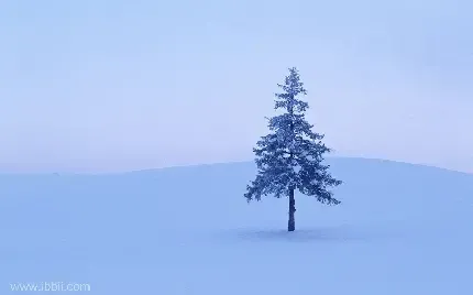  عکس تک درخت تنها برای پروفایل