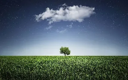  عکس تک درخت تنها برای پروفایل