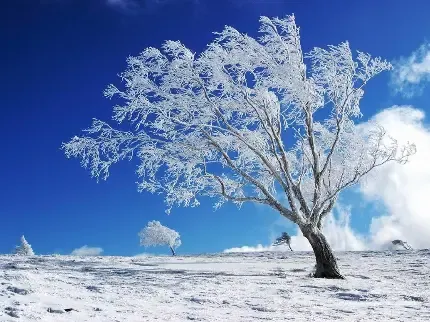  عکس تک درخت تنها برای پروفایل
