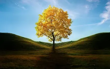  عکس تک درخت تنها برای پروفایل