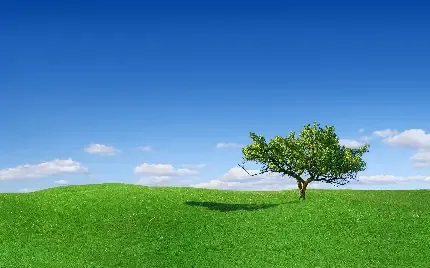  عکس تک درخت تنها برای پروفایل
