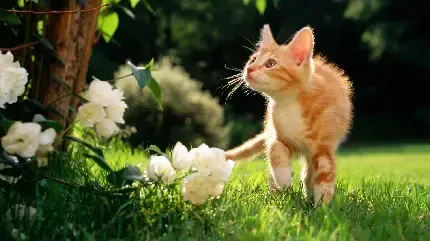 عکس بهاری پروفایل واتساپ