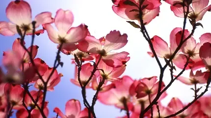 عکس بهاری پروفایل واتساپ