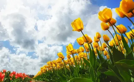  عکس بهاری پروفایل واتساپ