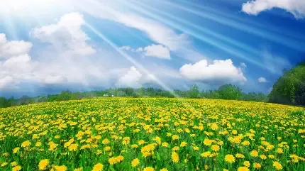  عکس بهاری پروفایل واتساپ