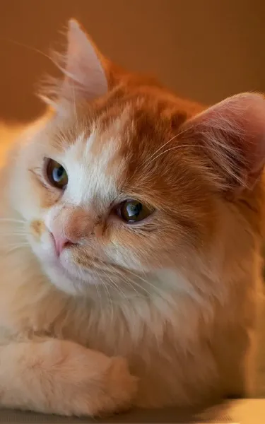  عکس گربه نارنجی
