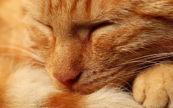  عکس گربه نارنجی