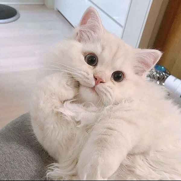  عکس گربه نارنجی کیوت
