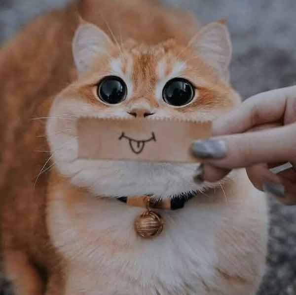  عکس گربه نارنجی کیوت