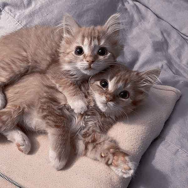  عکس گربه نارنجی کیوت