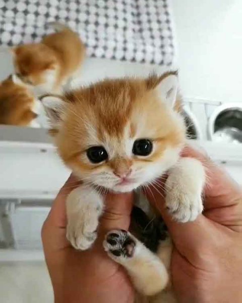  عکس گربه نارنجی کیوت