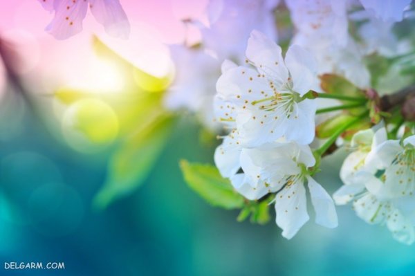  عکس گل های بهاری با کیفیت HD