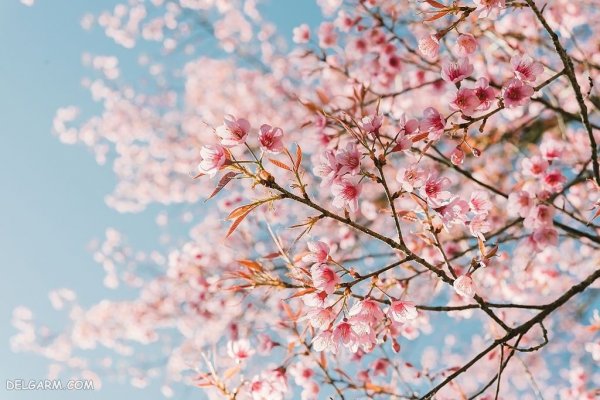  عکس گل های بهاری با کیفیت HD