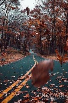  عکس جاده جنگلی با کیفیت بالا