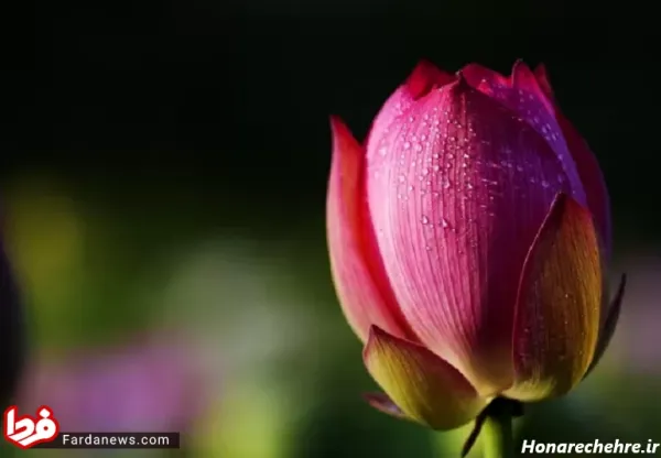 دانلود عکس گل با کیفیت بالا 8k