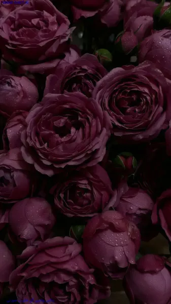  دانلود عکس گل رز