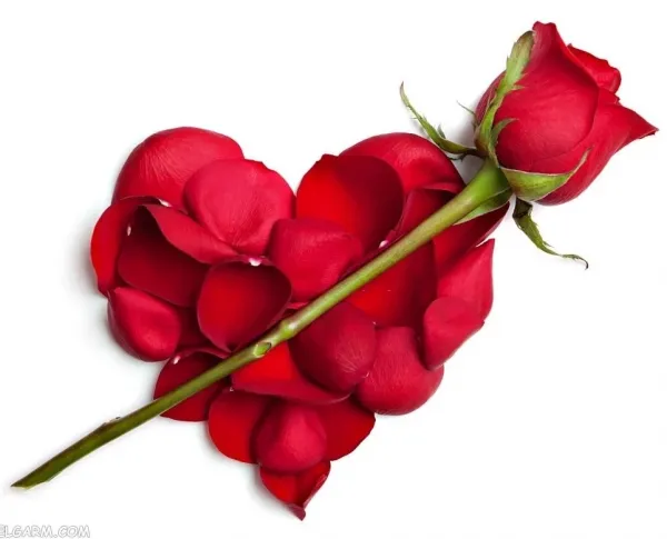  دانلود عکس گل رز