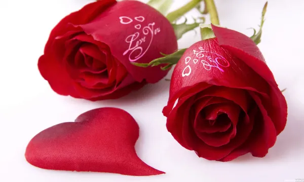  دانلود عکس گل رز