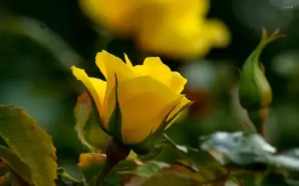  تصویر زمینه دشت گل های زرد با کیفیت HD