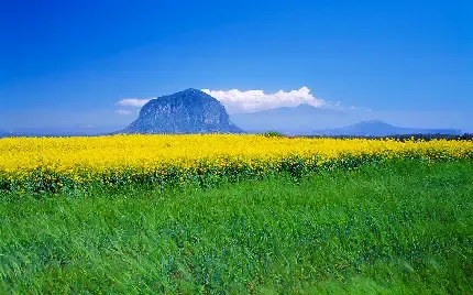  تصویر زمینه دشت گل های زرد با کیفیت HD