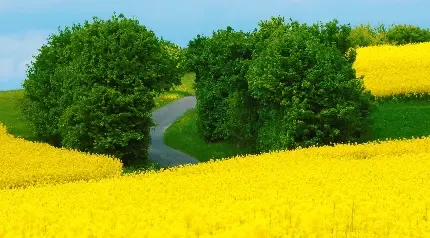  تصویر زمینه دشت گل های زرد با کیفیت HD