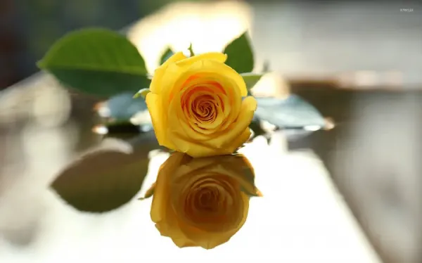  زیباترین عکس گل رز زرد
