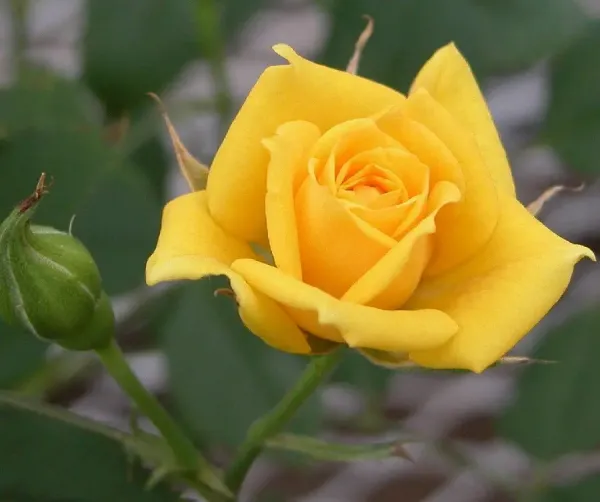  زیباترین عکس گل رز زرد