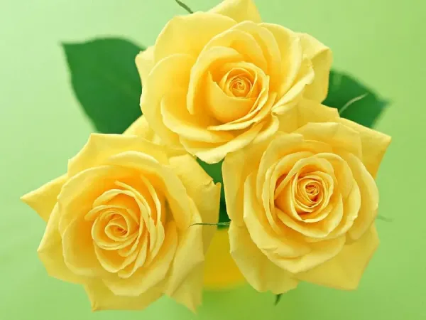  زیباترین عکس گل رز زرد