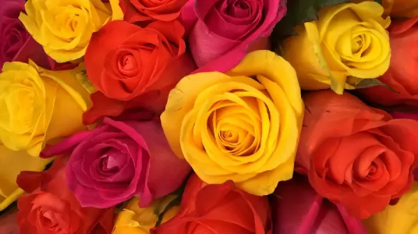  زیباترین عکس گل رز زرد