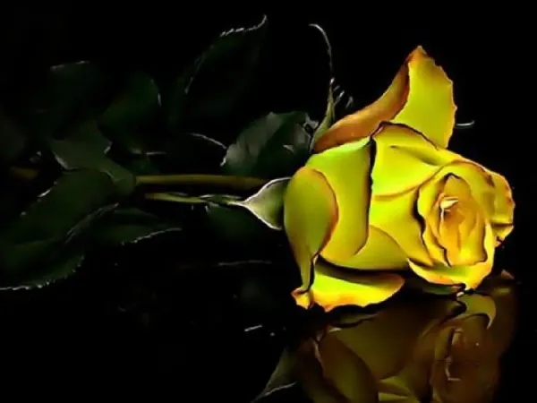 عکس گل رز زرد عاشقانه