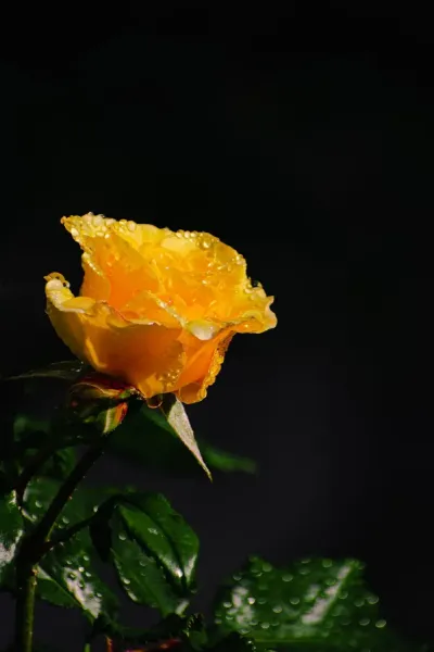 عکس گل رز زرد عاشقانه
