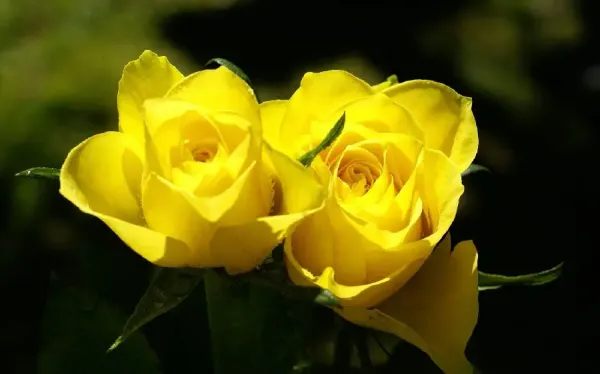 عکس گل رز زرد عاشقانه