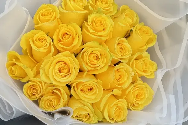 عکس گل رز زرد عاشقانه