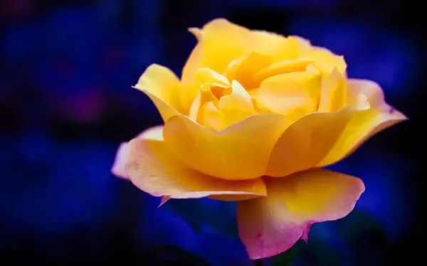 عکس گل رز زرد عاشقانه