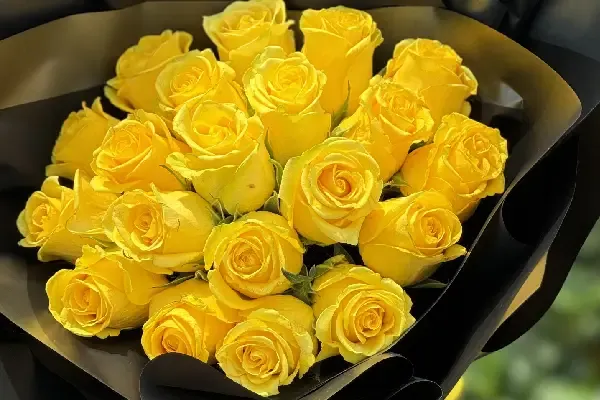 عکس گل رز زرد عاشقانه