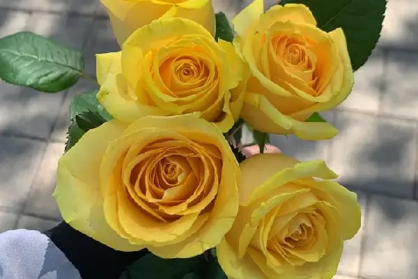 عکس گل رز زرد عاشقانه