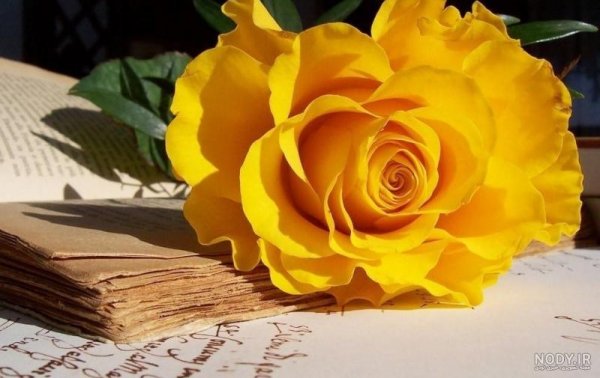 عکس گل زرد برای تصویر زمینه