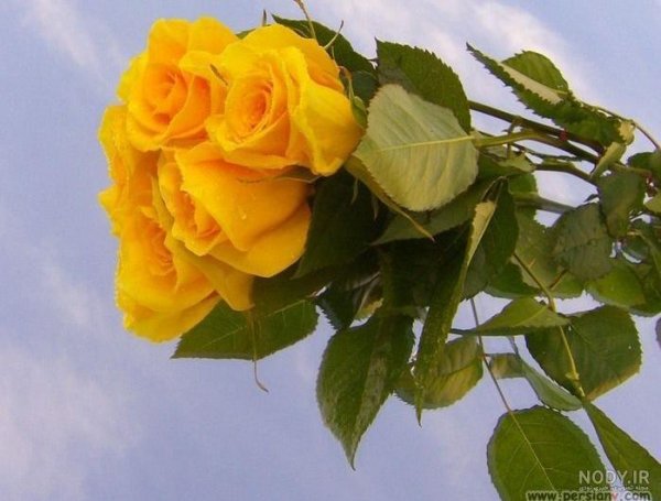 عکس گل زرد برای تصویر زمینه