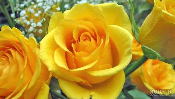 عکس گل زرد برای تصویر زمینه
