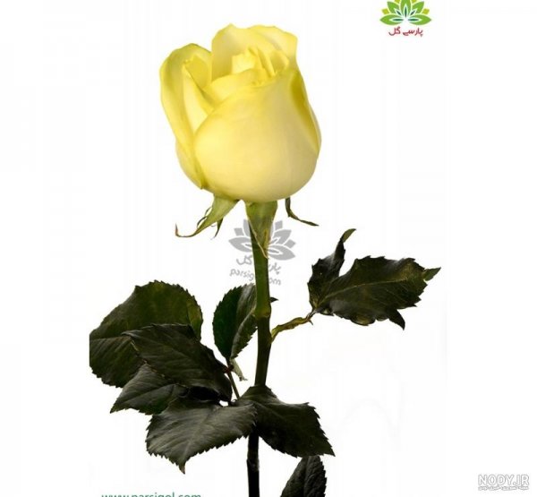 عکس گل زرد برای تصویر زمینه