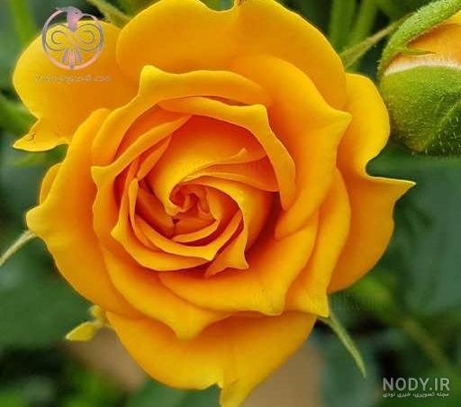 عکس گل زرد برای تصویر زمینه