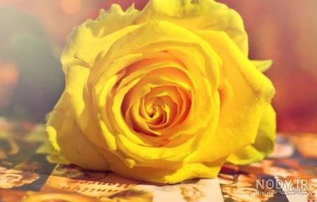 عکس گل زرد برای تصویر زمینه