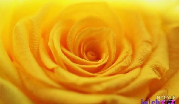 عکس گل زرد برای تصویر زمینه